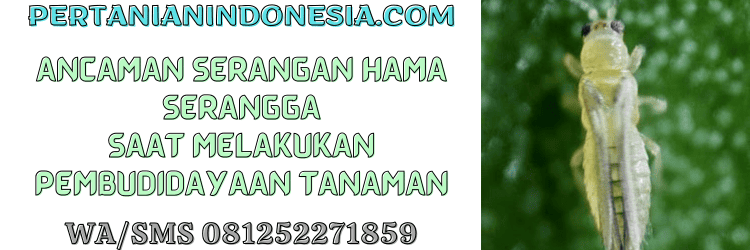 ancaman,serangan,hama,serangga,pertanian indonesia